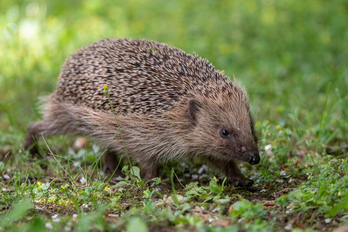 European Hedgehog