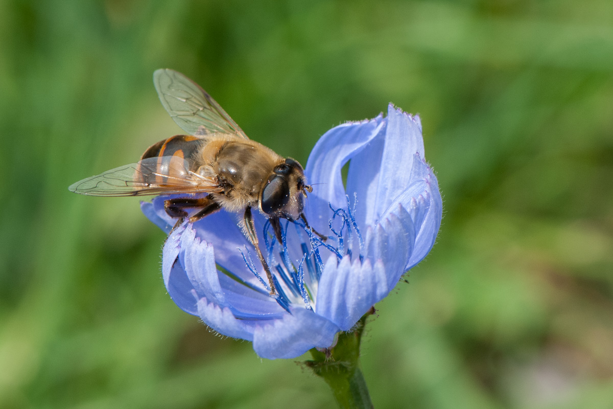 Common Drone Fly