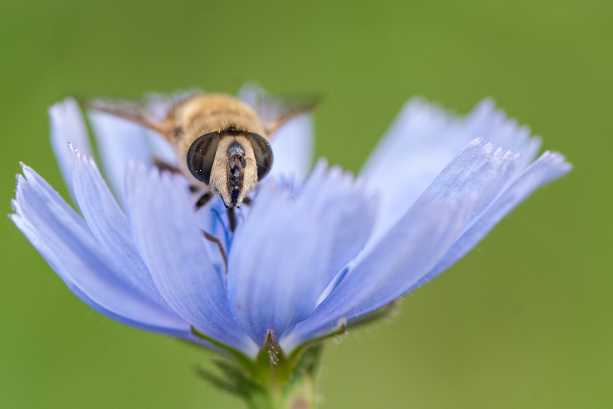 Common Drone Fly