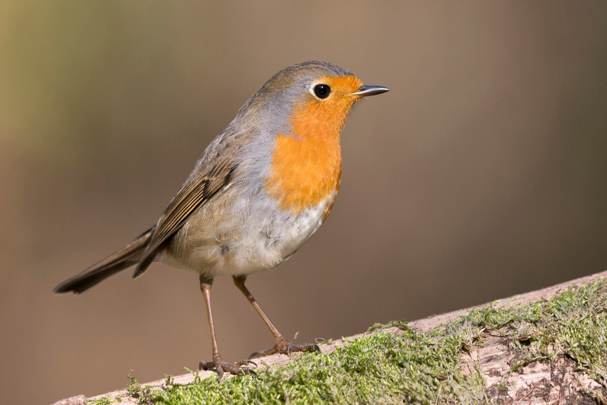 European Robin