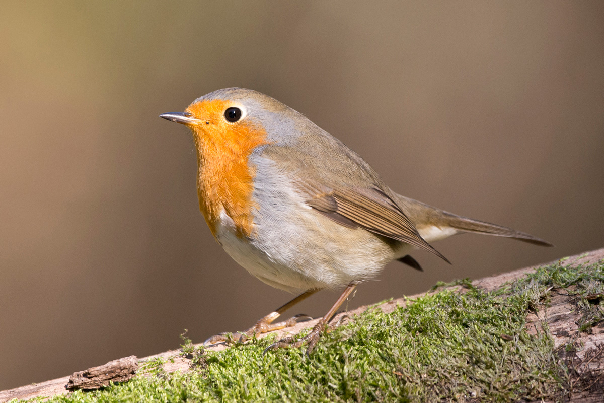 European Robin
