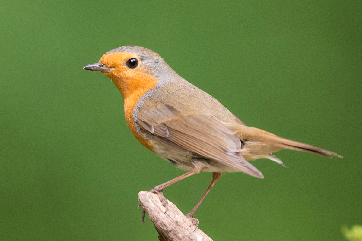 European Robin