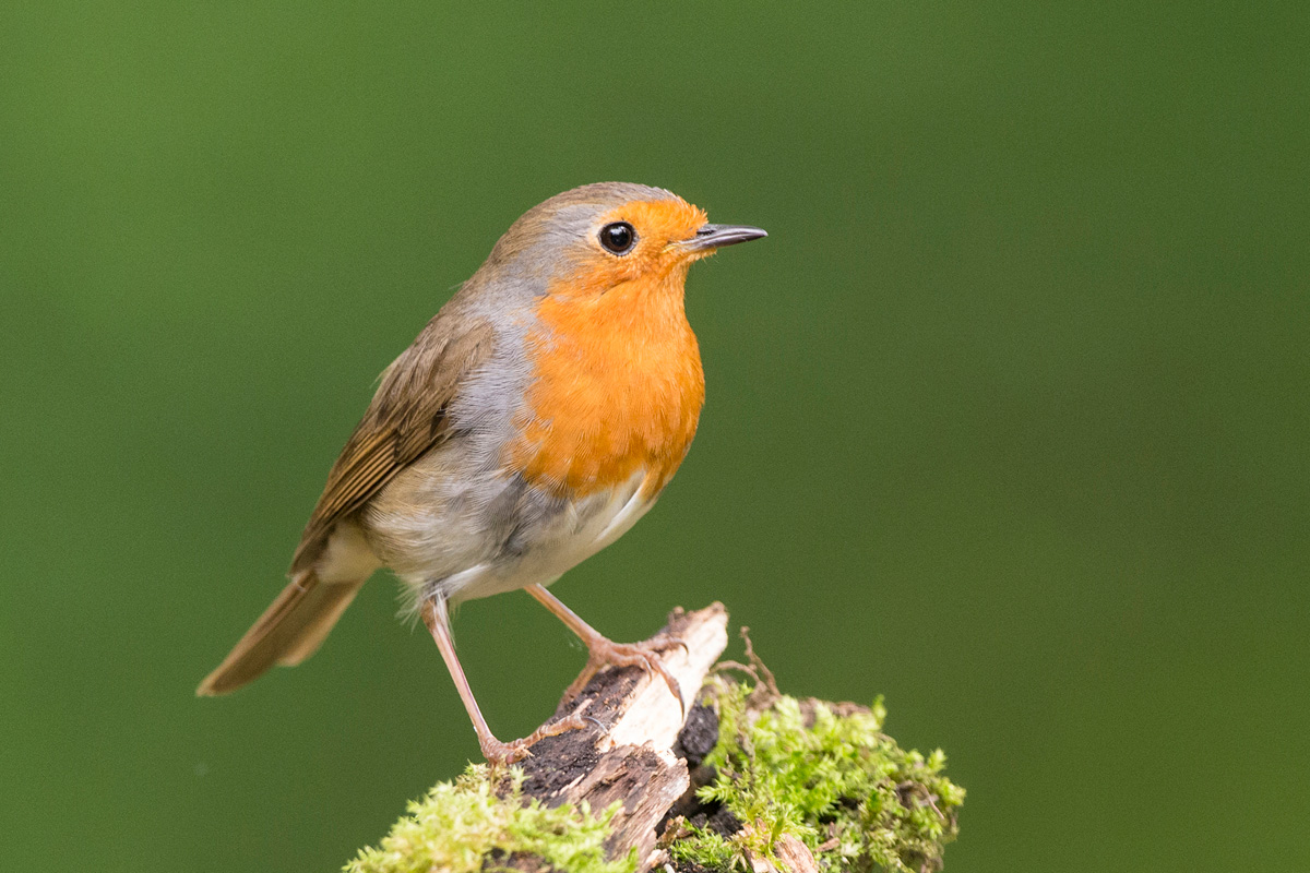 European Robin