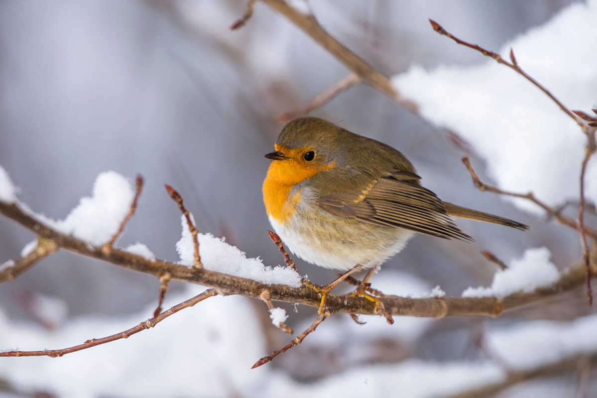 European Robin