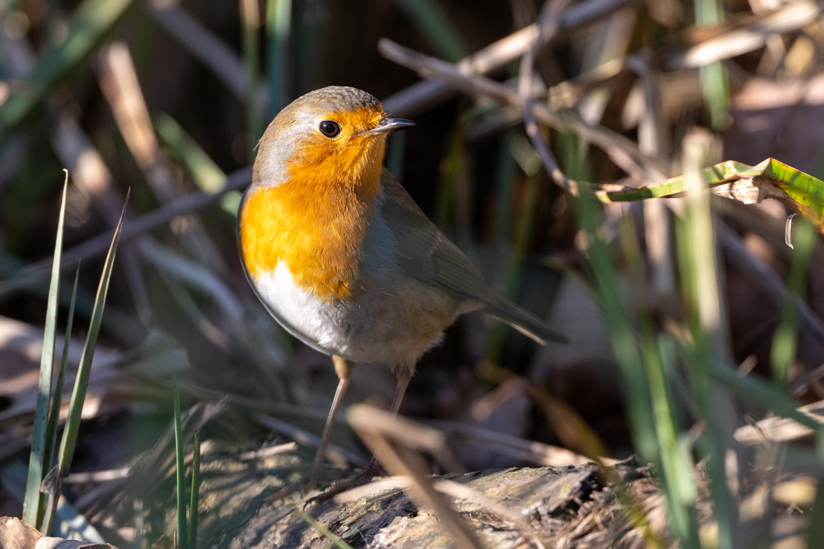 European Robin