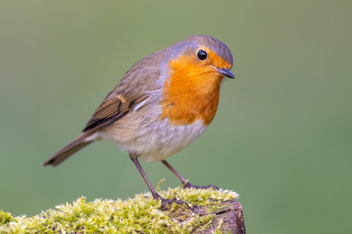 European Robin