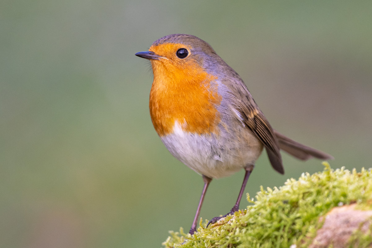 European Robin