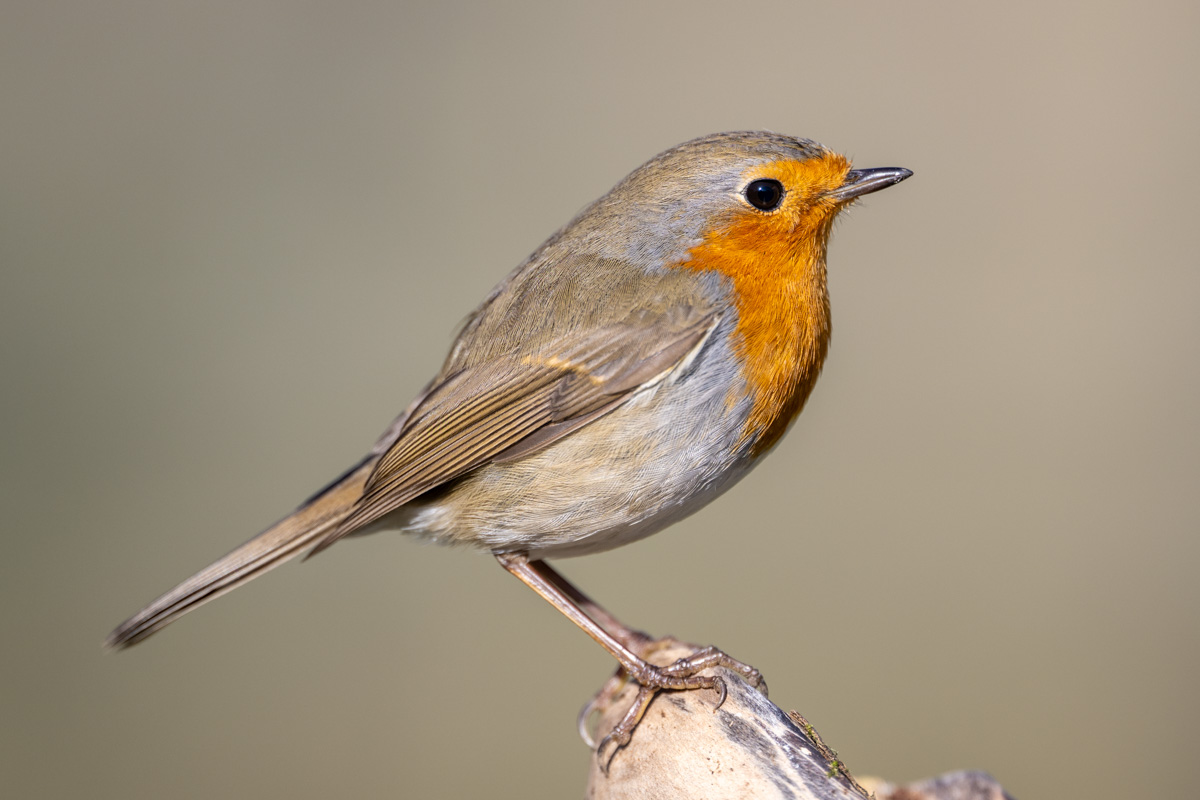 European Robin