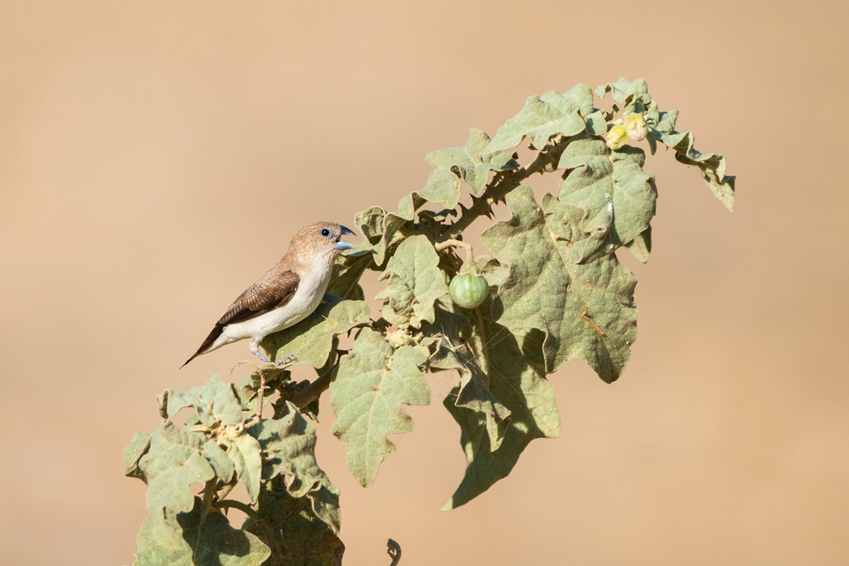 African Silverbill