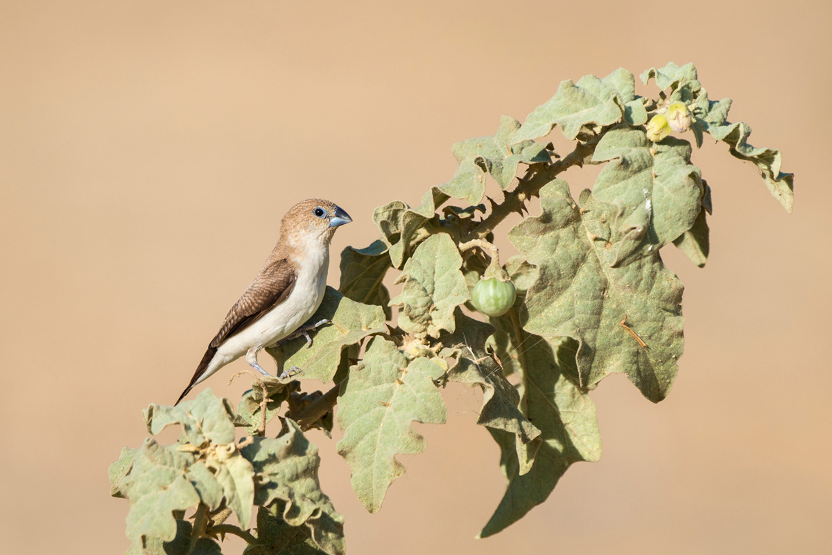 African Silverbill