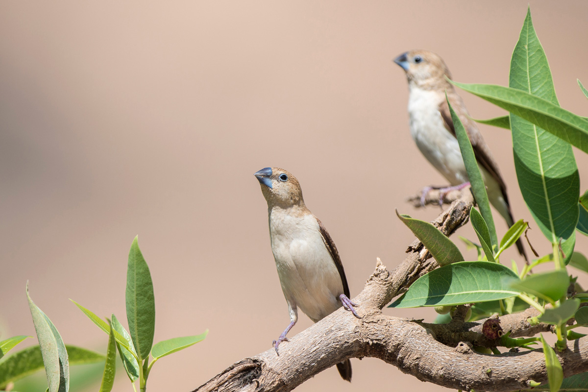 African Silverbill