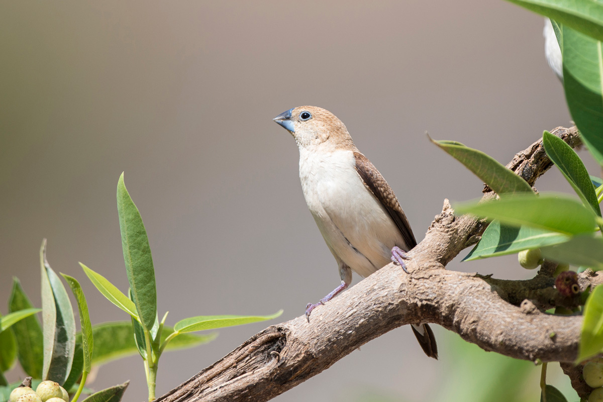 African Silverbill