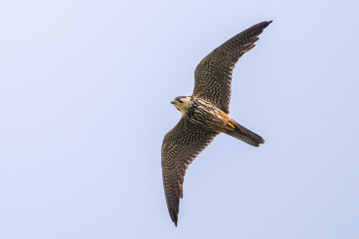 Eurasian Hobby