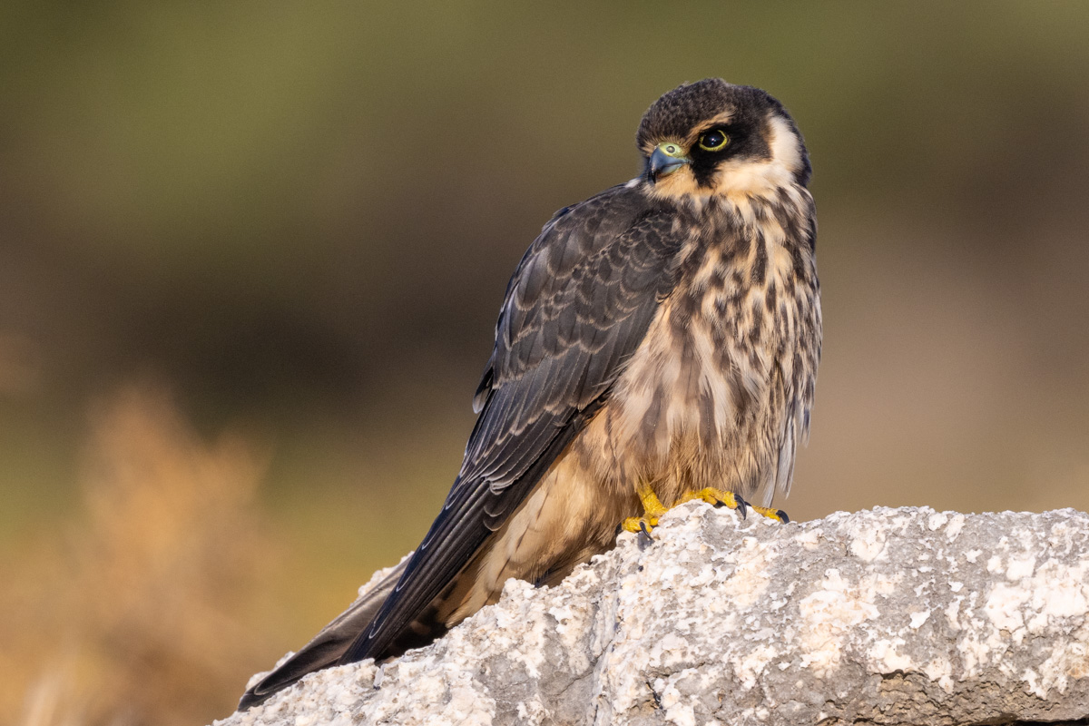 Eurasian Hobby