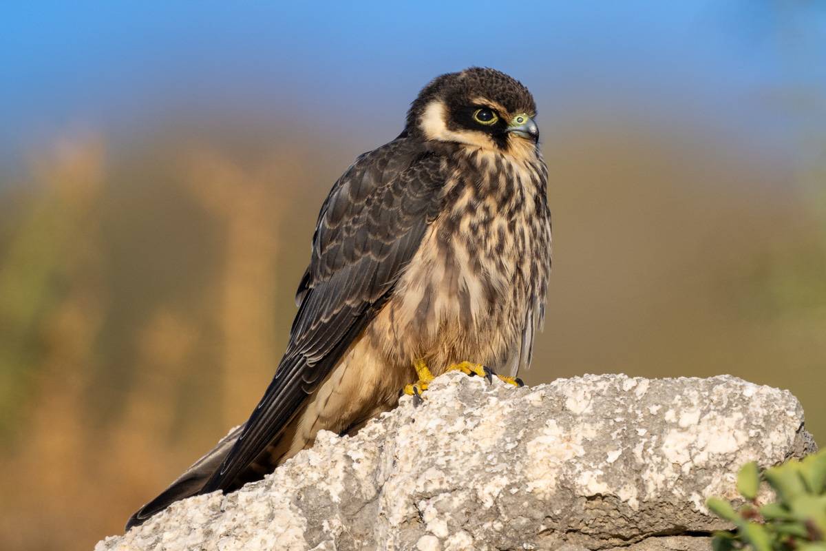 Eurasian Hobby
