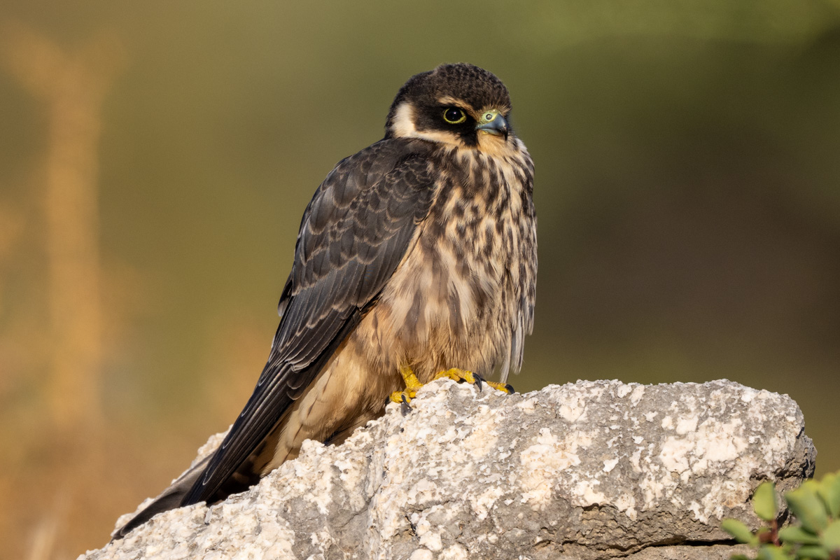 Eurasian Hobby