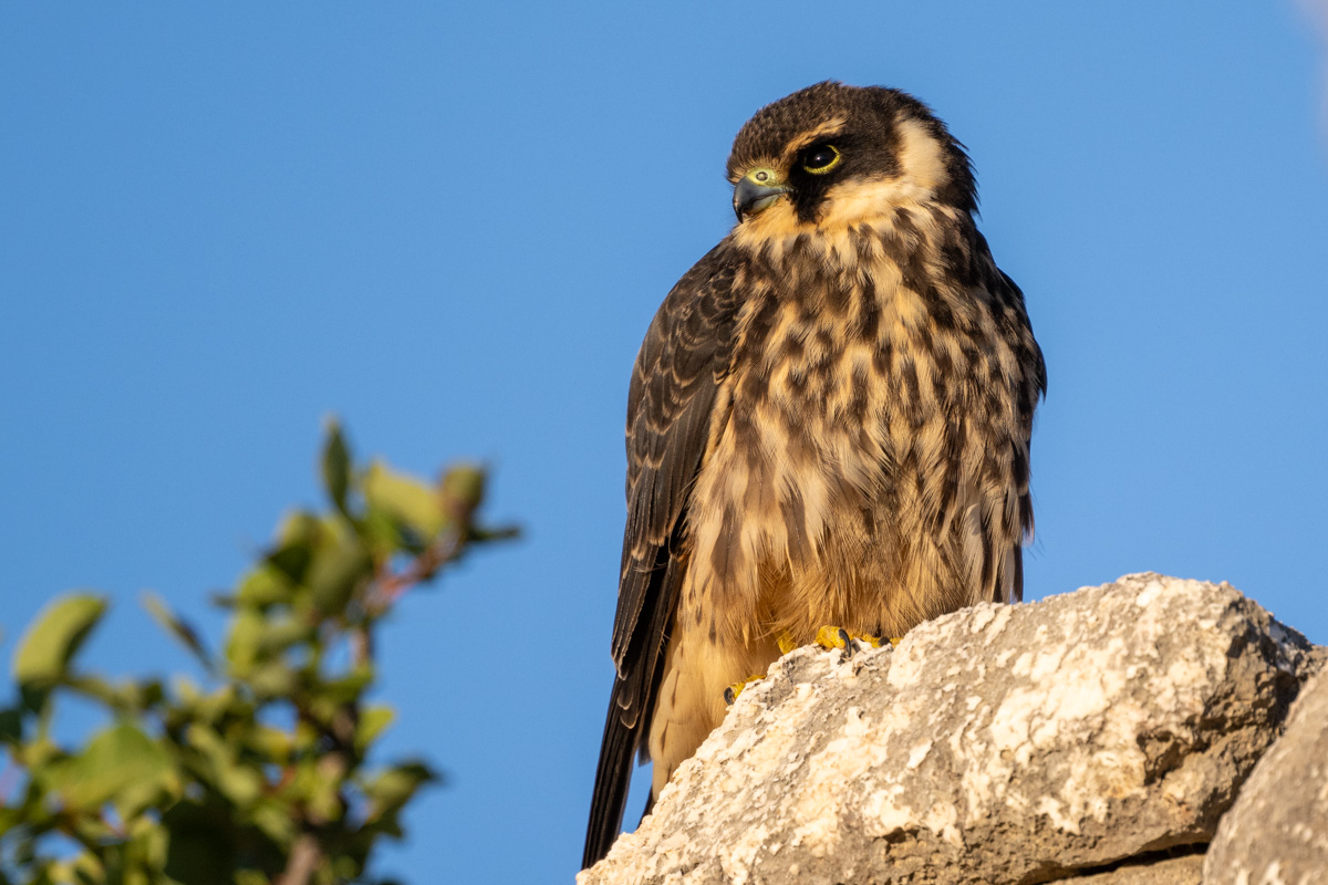 Eurasian Hobby