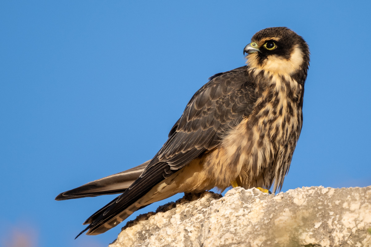 Eurasian Hobby