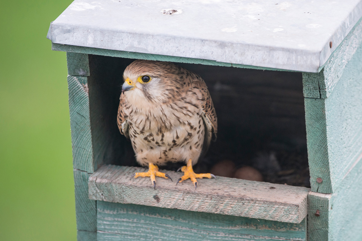 Common Kestrel