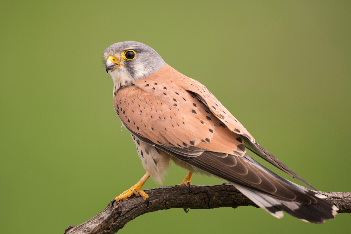 Common Kestrel