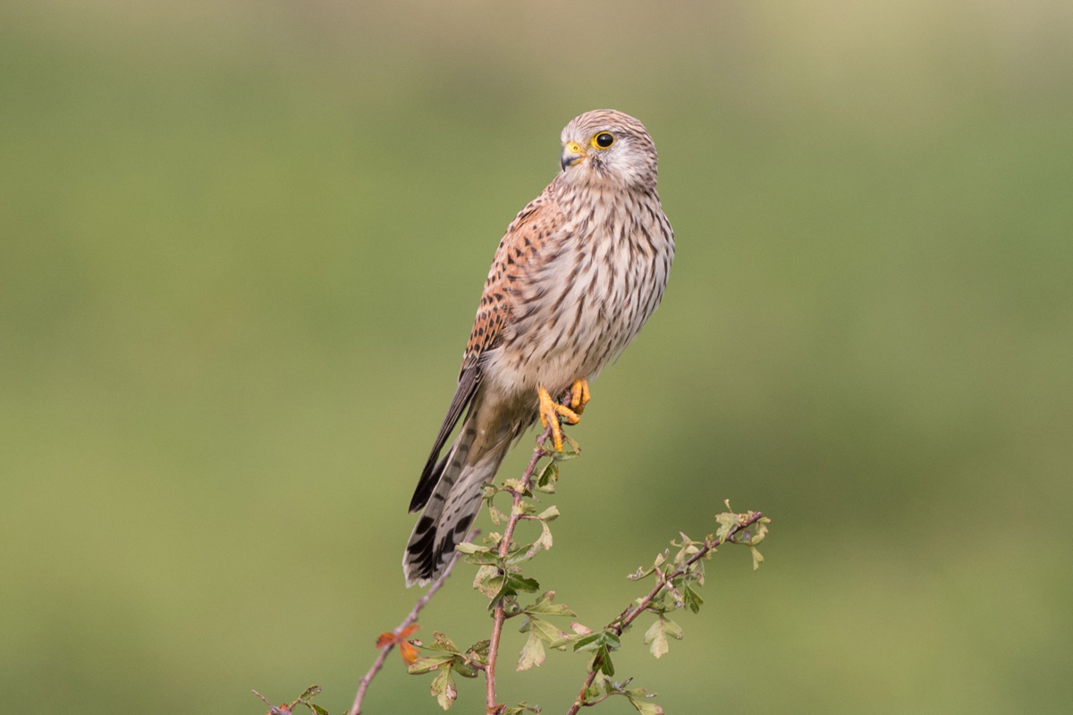 Common Kestrel