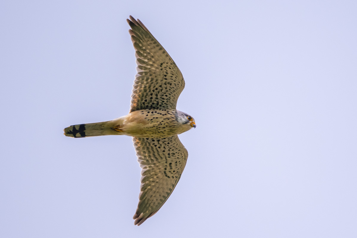 Turmfalke