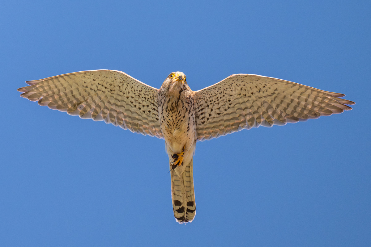 Common Kestrel
