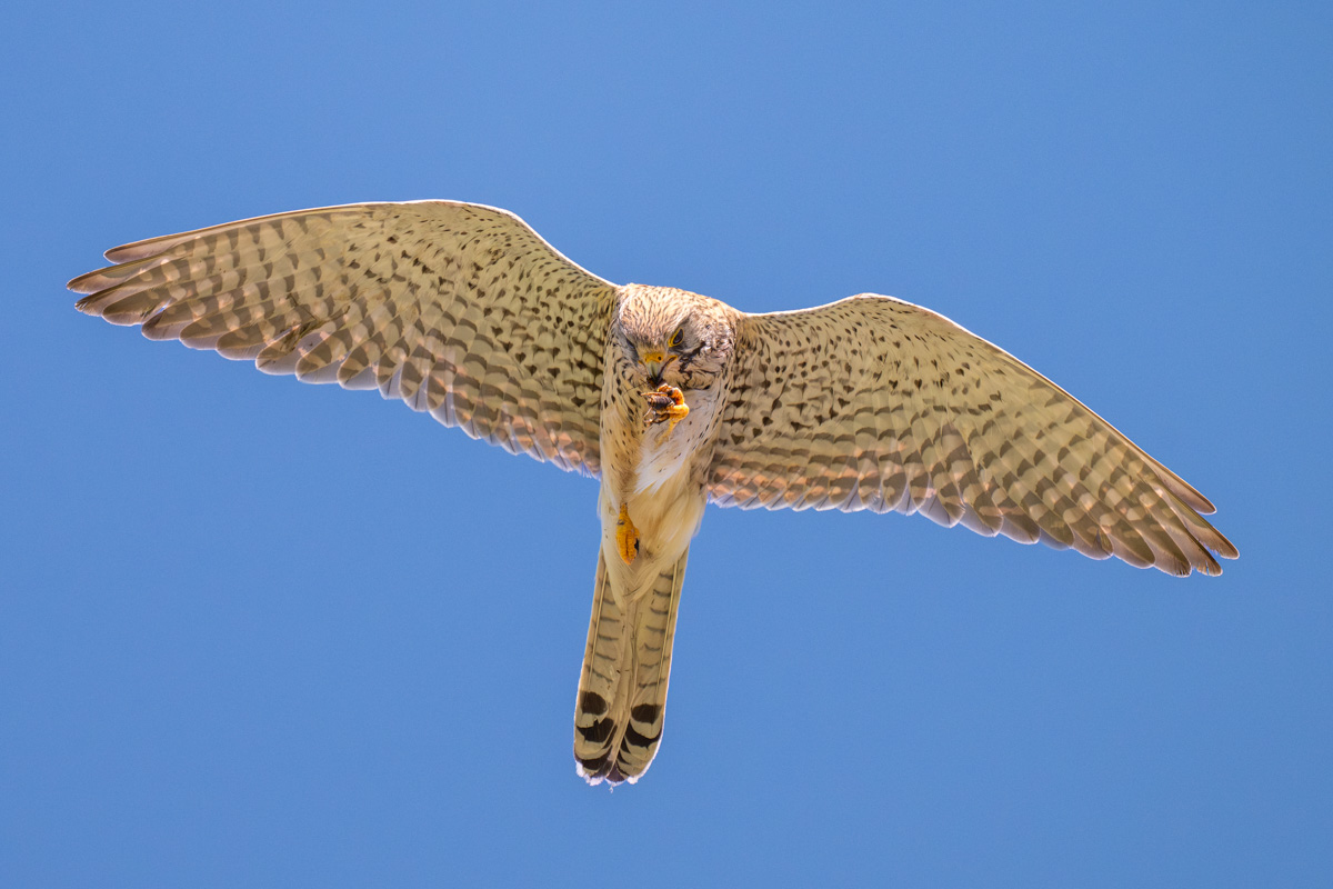 Common Kestrel