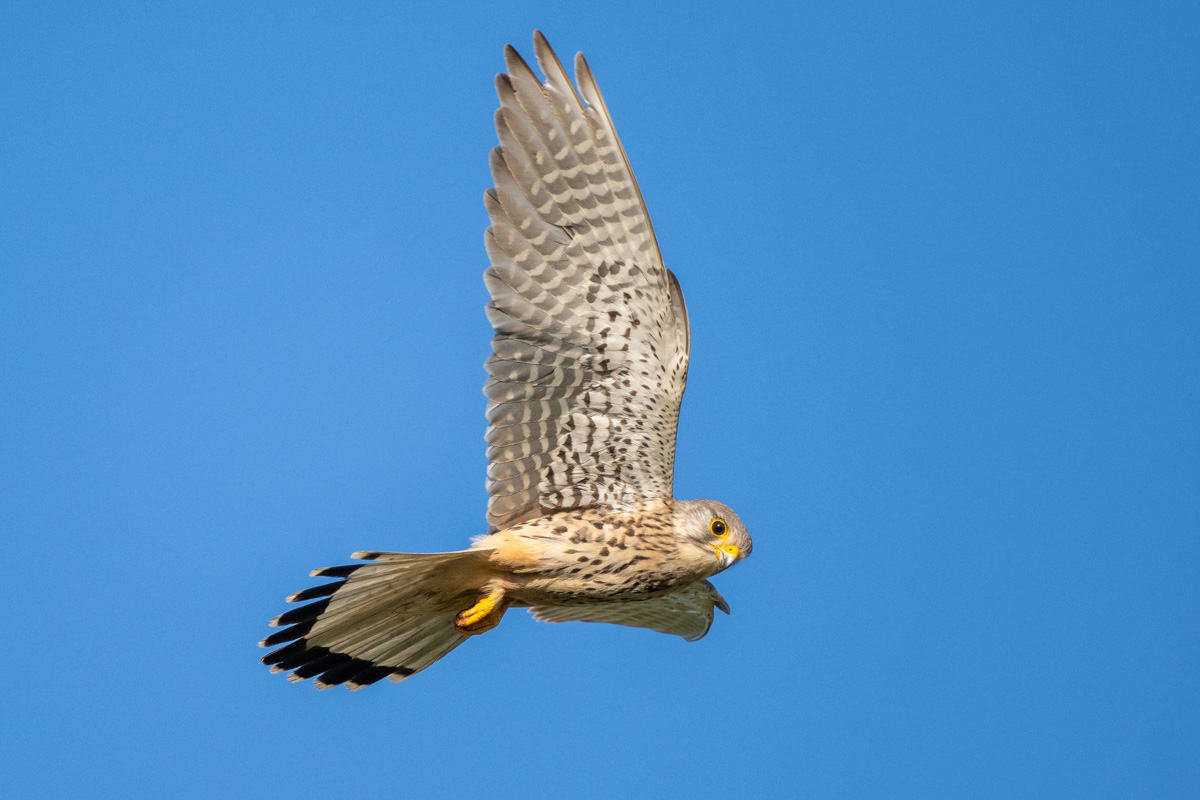 Common Kestrel Common Kestrel