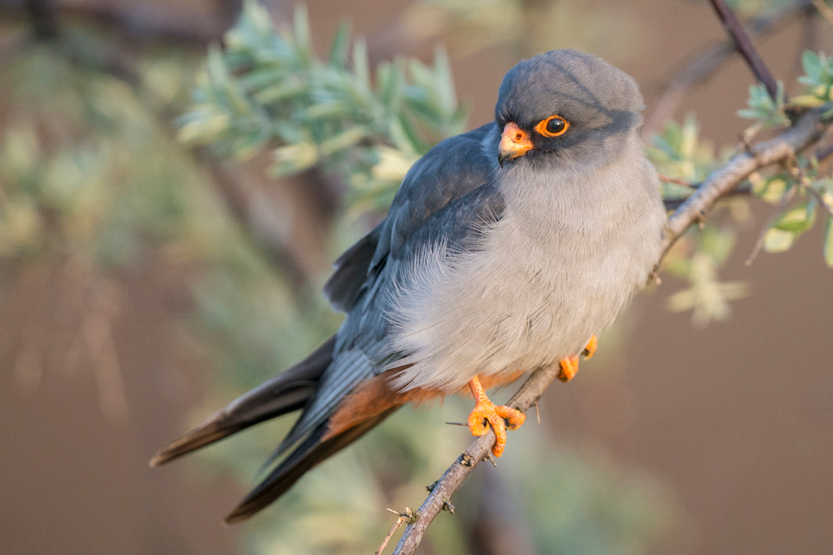 Red-footed Falcon