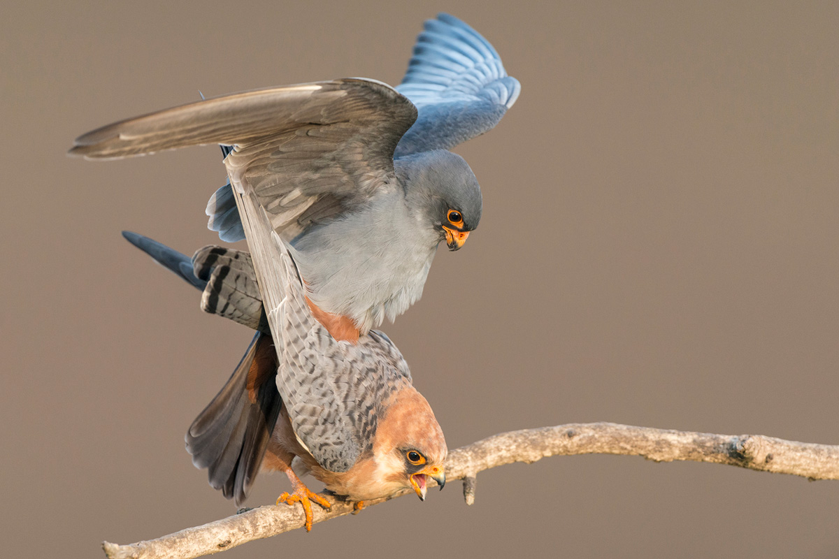 Red-footed Falcon