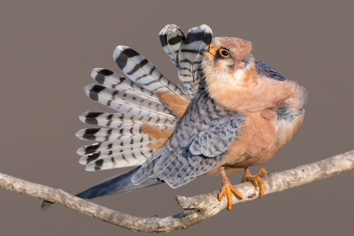 Red-footed Falcon