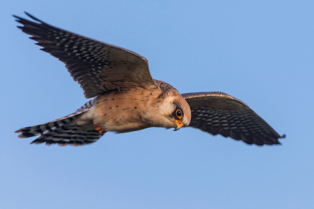 Red-footed Falcon