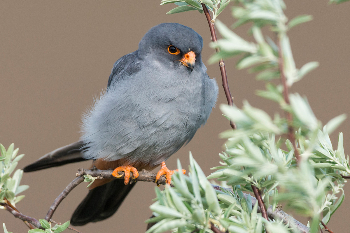 Red-footed Falcon