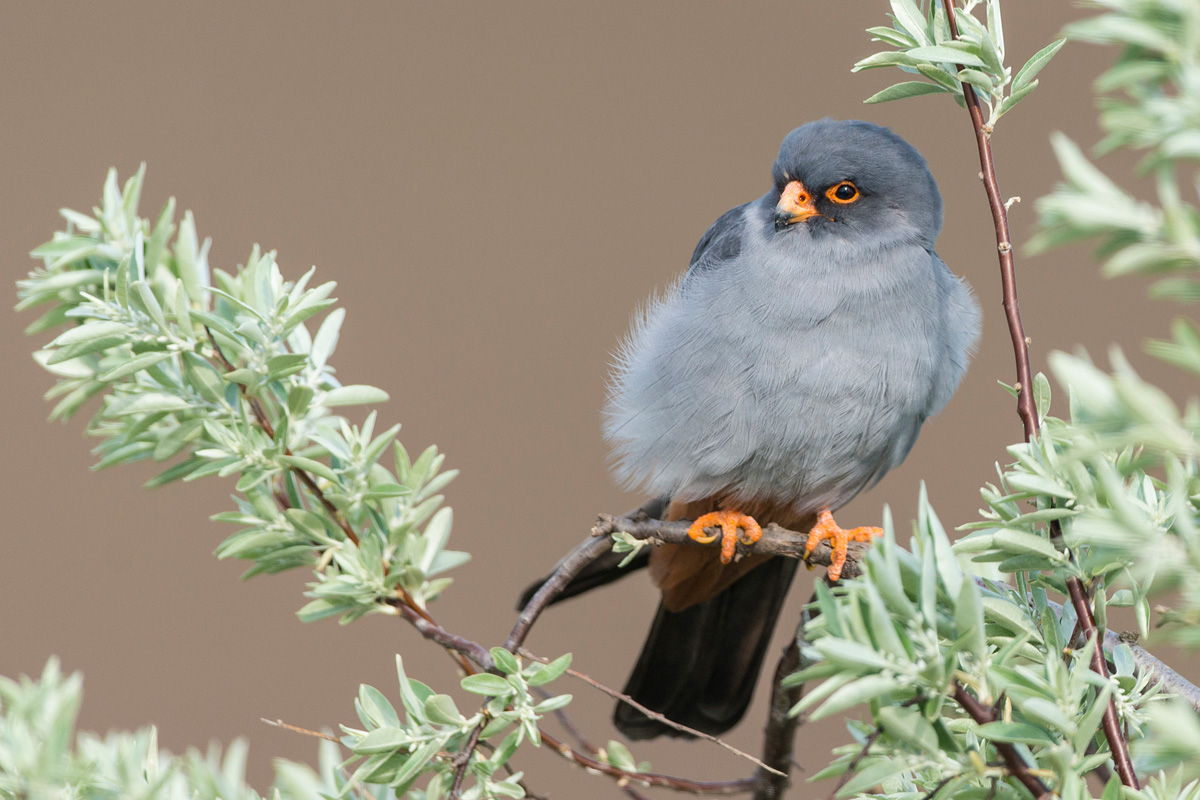 Red-footed Falcon