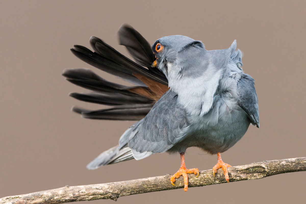 Red-footed Falcon