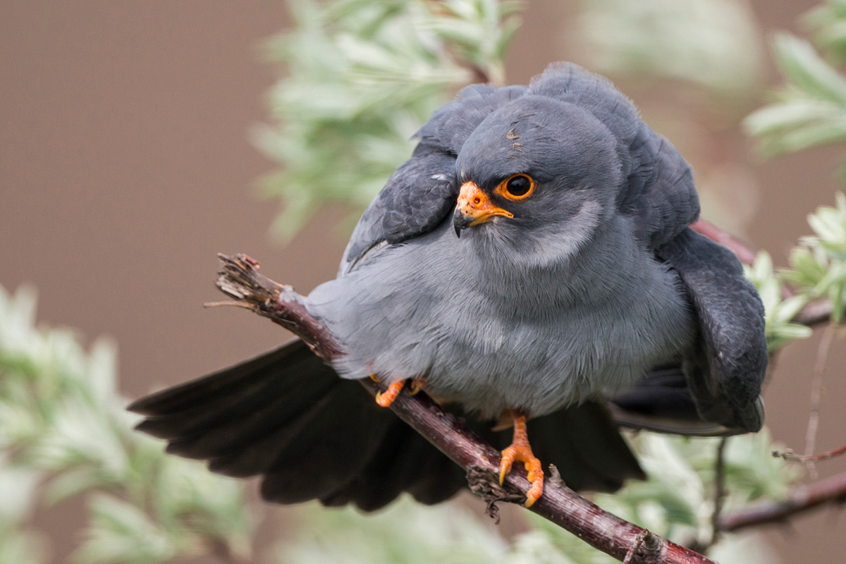 Red-footed Falcon