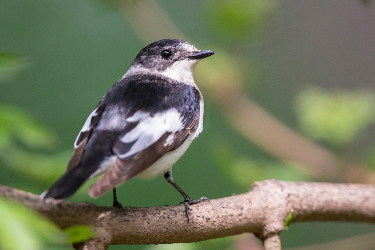 Collared Flycatcher
