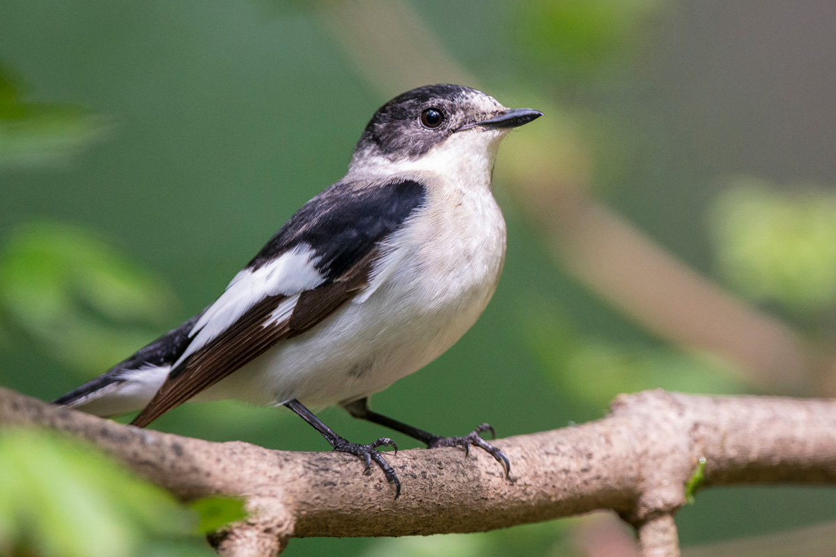 Collared Flycatcher