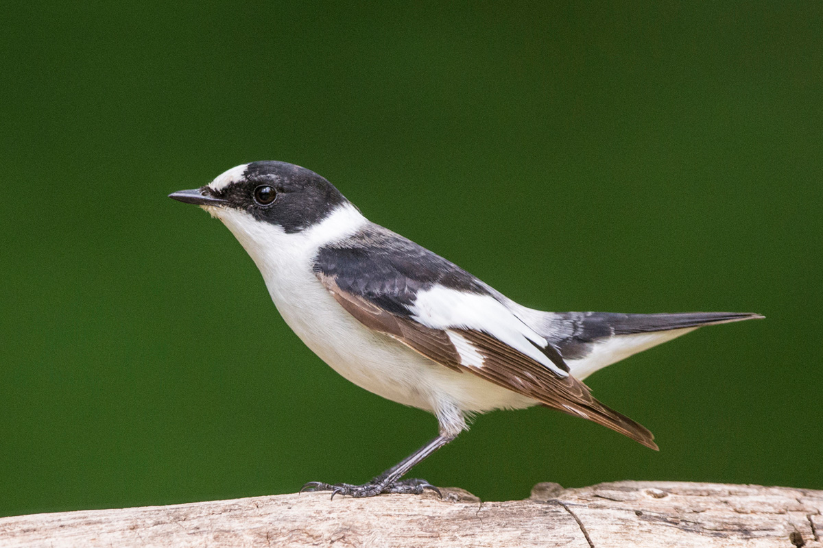 Collared Flycatcher