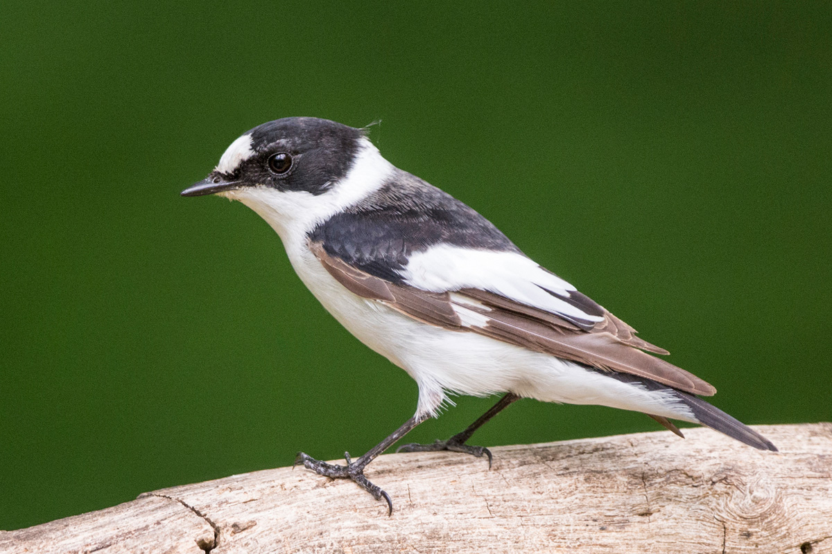 Collared Flycatcher