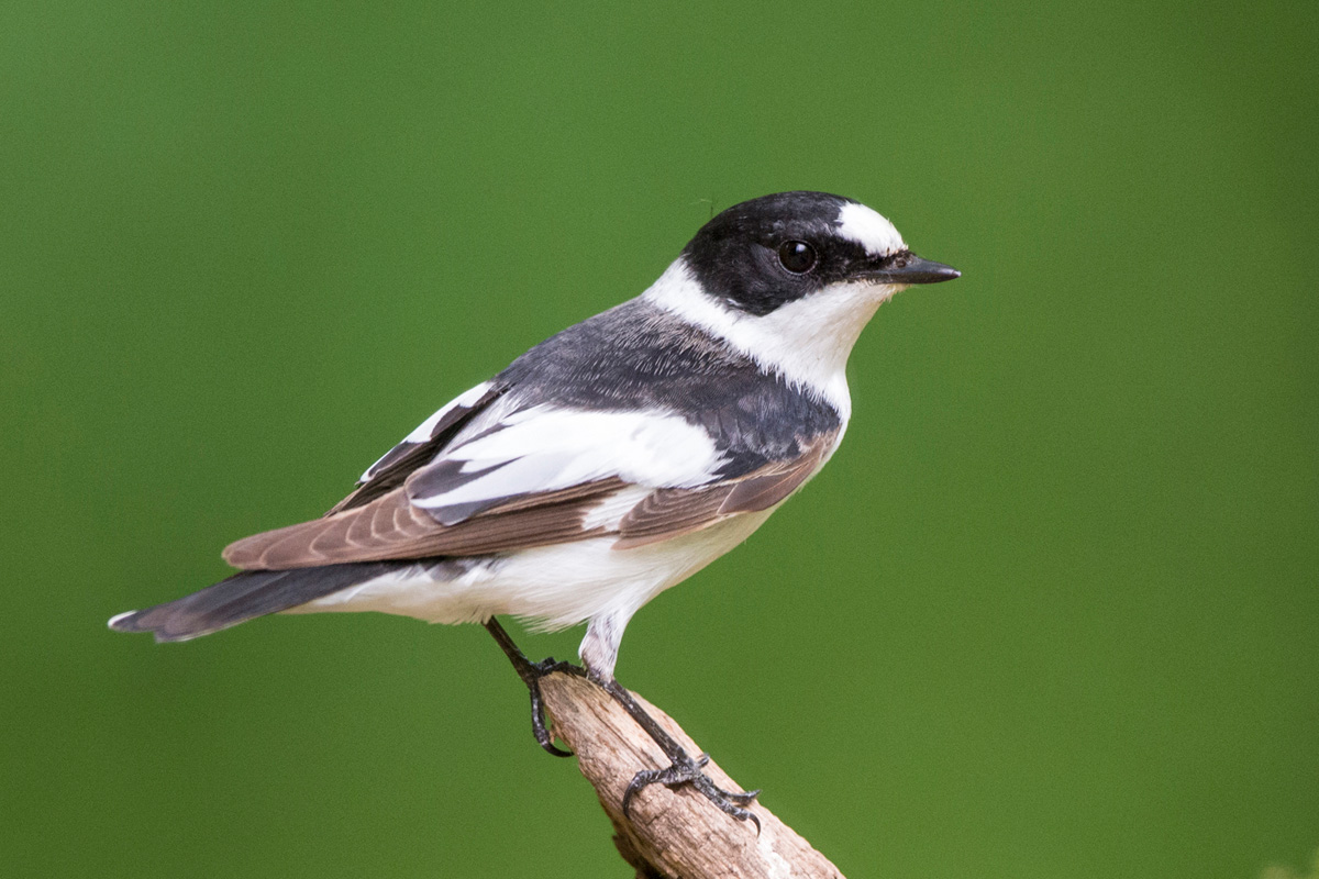 Collared Flycatcher