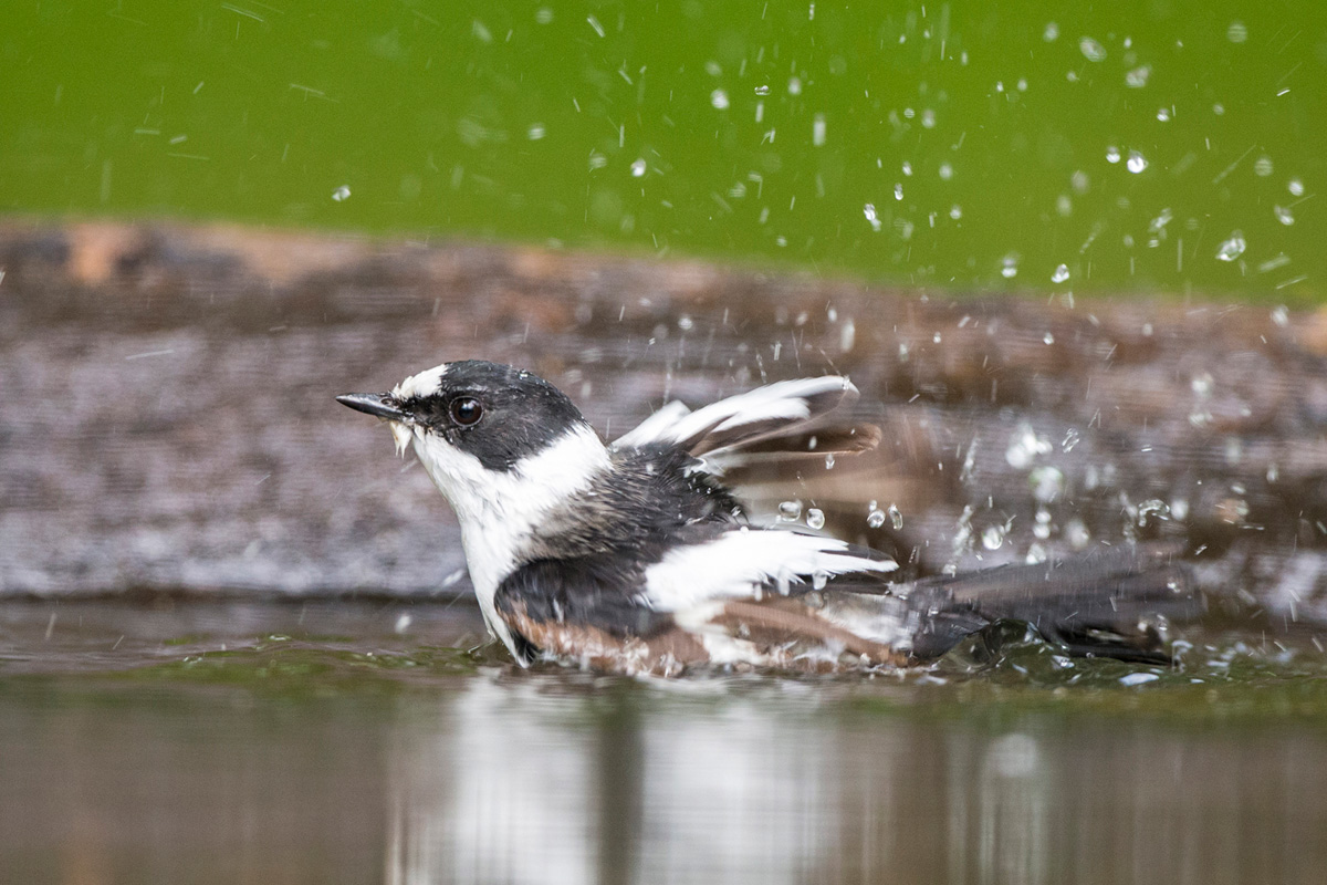 Collared Flycatcher