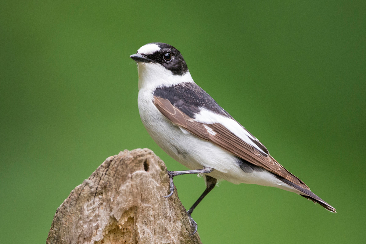 Collared Flycatcher