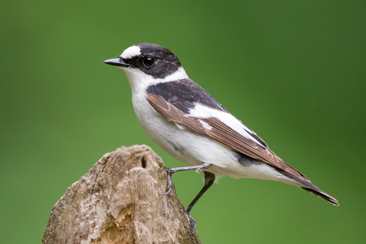 Collared Flycatcher