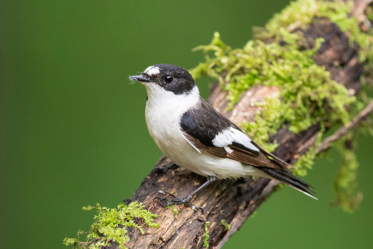 Collared Flycatcher