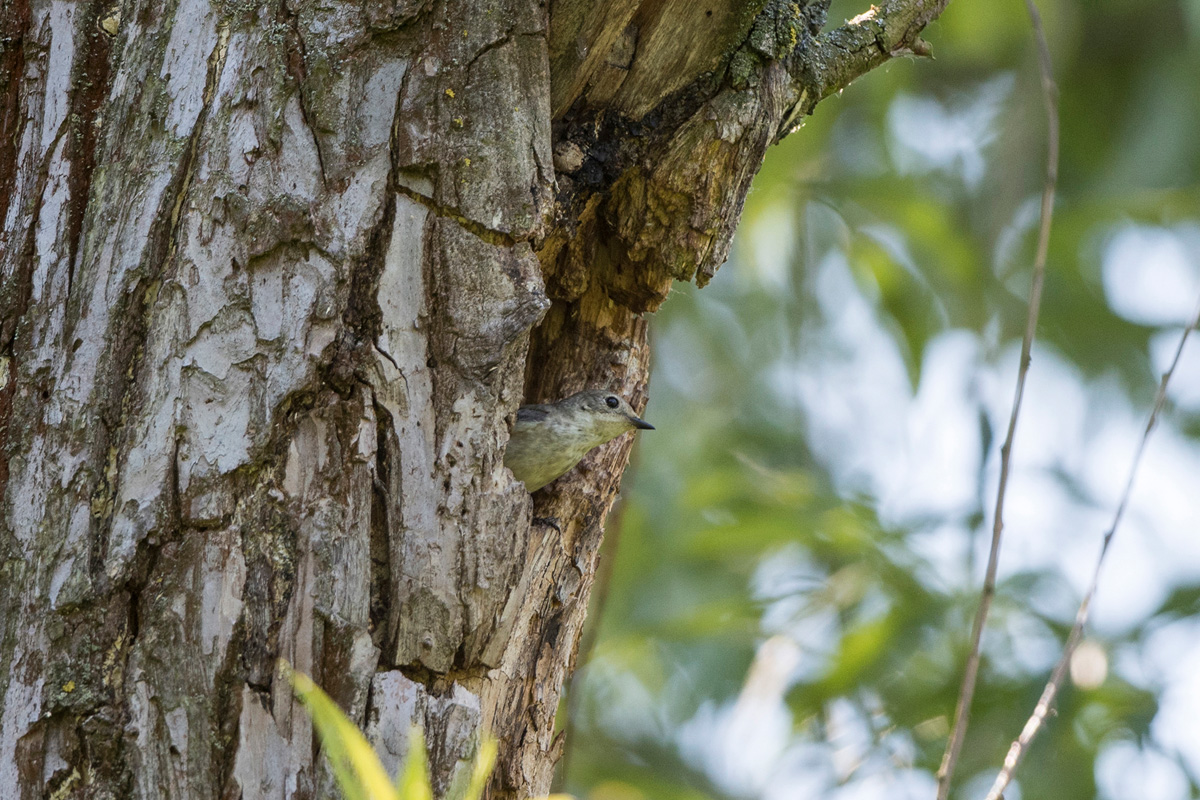 Collared Flycatcher