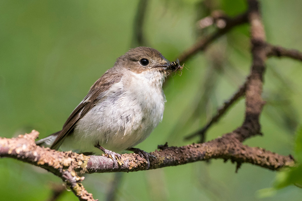 European Pied Flycatcher