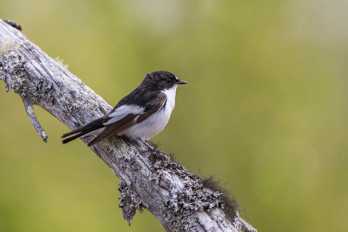 European Pied Flycatcher
