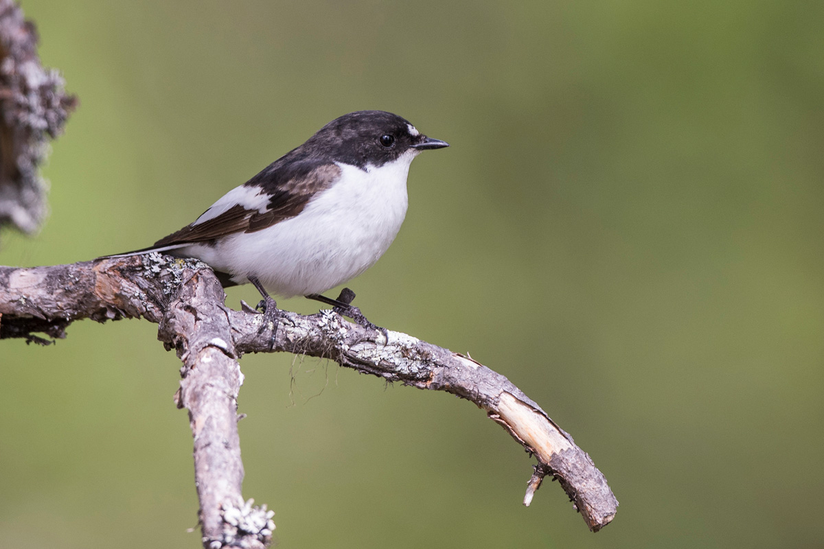 European Pied Flycatcher